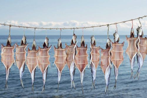 Байкальский омуль.