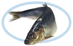 Всё о сельди